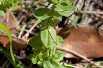 Scarlet pimpernel