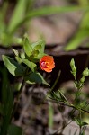 Scarlet pimpernel