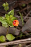 Scarlet pimpernel