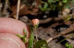 Scarlet pimpernel