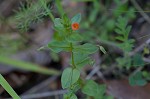 Scarlet pimpernel