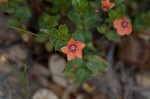 Scarlet pimpernel