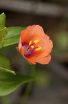 Scarlet pimpernel