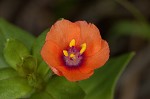 Scarlet pimpernel