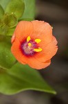 Scarlet pimpernel