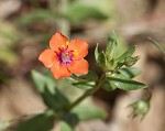 Scarlet pimpernel