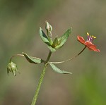 Scarlet pimpernel