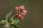 Scarlet pimpernel