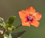 Scarlet pimpernel