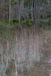 Chalky bluestem