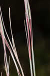 Chalky bluestem