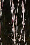 Chalky bluestem