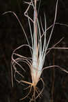 Chalky bluestem