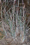 Chalky bluestem