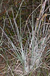 Chalky bluestem