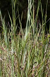 Big bluestem