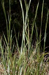 Big bluestem