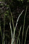 Big bluestem