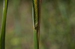 Big bluestem