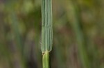 Big bluestem