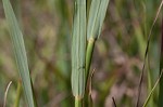 Big bluestem