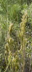 Bushy bluestem