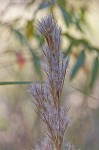 Bushy bluestem