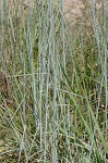 Broom sedge