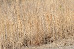 Broom sedge