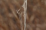 Broom sedge