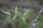 Groundnut