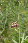 Groundnut