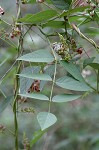 Groundnut