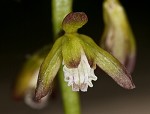 Adam and Eve orchid <BR>Puttyroot