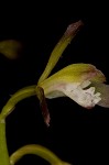 Adam and Eve orchid <BR>Puttyroot