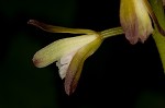 Adam and Eve orchid <BR>Puttyroot