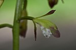 Adam and Eve orchid <BR>Puttyroot