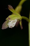 Adam and Eve orchid <BR>Puttyroot