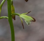 Adam and Eve orchid <BR>Puttyroot