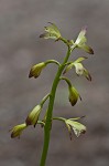 Adam and Eve orchid <BR>Puttyroot