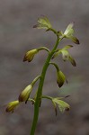 Adam and Eve orchid <BR>Puttyroot