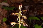 Adam and Eve orchid <BR>Puttyroot