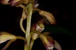 Adam and Eve orchid <BR>Puttyroot