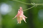 Columbine