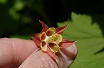 Columbine