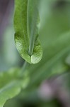 Smooth rockcress