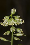 Smooth rockcress