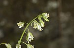 Smooth rockcress