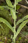 Smooth rockcress