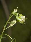 Smooth rockcress